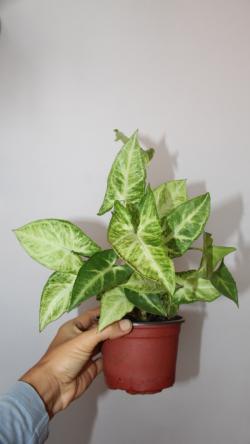 Sadnice - sobne biljke: Syngonium Podophyllum Arrowhead 